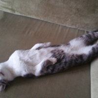 Tekir Kedi, Kedi  Mercan fotoğrafı