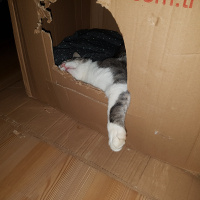 Tekir Kedi, Kedi  Mercan fotoğrafı