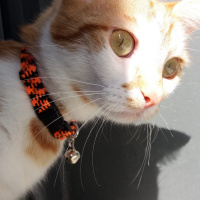 Sarman, Kedi  Nola fotoğrafı