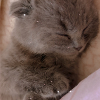 Scottish Fold, Kedi  Hugo fotoğrafı