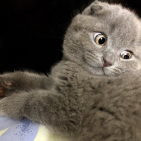 Scottish Fold, Kedi  Hugo fotoğrafı