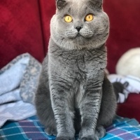 Scottish Fold, Kedi  Hugo fotoğrafı