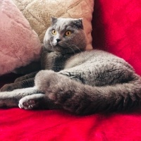 Scottish Fold, Kedi  Hugo fotoğrafı