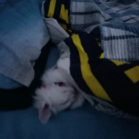Ankara Kedisi, Kedi  MİA fotoğrafı