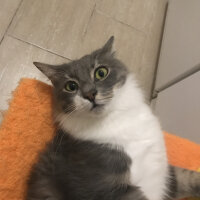 Tekir Kedi, Kedi  Duman fotoğrafı