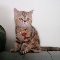 British Shorthair, Kedi  Lyra fotoğrafı