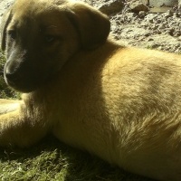 Kangal, Köpek  fıstık ve lady fotoğrafı