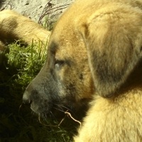 Kangal, Köpek  fıstık ve lady fotoğrafı