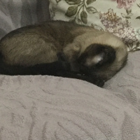 Siyam Kedisi, Kedi  Messi fotoğrafı