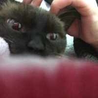 Siyam Kedisi, Kedi  Messi fotoğrafı