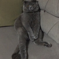 Scottish Fold, Kedi  Duman fotoğrafı