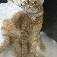 Sarman, Kedi  Buffy fotoğrafı