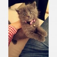 Chartreux, Kedi  Mayıs fotoğrafı