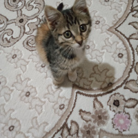 Tekir Kedi, Kedi  Minnoş fotoğrafı