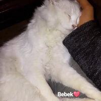 Ankara Kedisi, Kedi  ѕüтℓαç & вєи ★ fotoğrafı