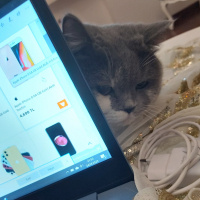 British Shorthair, Kedi  Balı'm fotoğrafı