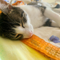 Tekir Kedi, Kedi  Sansa fotoğrafı