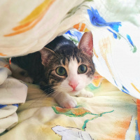 Tekir Kedi, Kedi  Sansa fotoğrafı