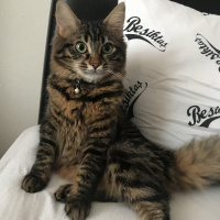 Tekir Kedi, Kedi  Tırtıl fotoğrafı