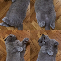 Scottish Fold, Kedi  Mia fotoğrafı