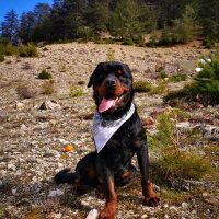 Rottweiler, Köpek  ODİN fotoğrafı