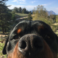 Rottweiler, Köpek  ODİN fotoğrafı