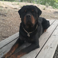 Rottweiler, Köpek  ODİN fotoğrafı