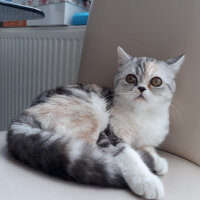 Scottish Fold, Kedi  LiLa fotoğrafı