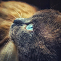 Scottish Fold, Kedi  Anakin fotoğrafı