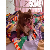 Chihuahua, Köpek  Leo fotoğrafı