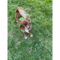 Chihuahua, Köpek  Leo fotoğrafı