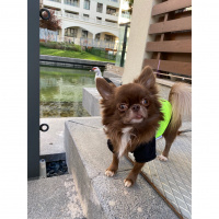 Chihuahua, Köpek  Leo fotoğrafı