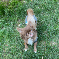 Chihuahua, Köpek  Leo fotoğrafı