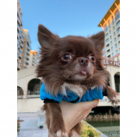Chihuahua, Köpek  Leo fotoğrafı