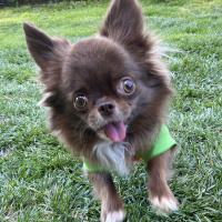 Chihuahua, Köpek  Leo fotoğrafı