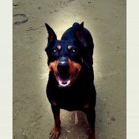 Doberman Pinscher, Köpek  Şila fotoğrafı