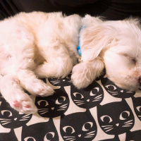 Maltese, Köpek  Tuti R. fotoğrafı