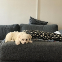 Maltese, Köpek  Tuti R. fotoğrafı