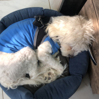 Maltese, Köpek  Tuti R. fotoğrafı
