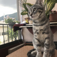 Tekir Kedi, Kedi  Çakıl fotoğrafı