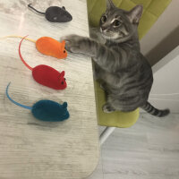 Tekir Kedi, Kedi  Çakıl fotoğrafı