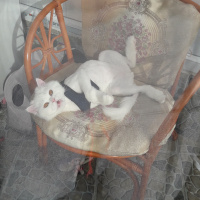 İran Kedisi (Persian), Kedi  Asil fotoğrafı