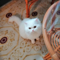 İran Kedisi (Persian), Kedi  Asil fotoğrafı