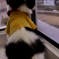 Tuxedo (Smokin) Kedi, Kedi  pofi fotoğrafı