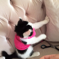 Tuxedo (Smokin) Kedi, Kedi  pofi fotoğrafı