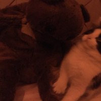 Tuxedo (Smokin) Kedi, Kedi  pofi fotoğrafı