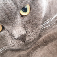 Scottish Fold, Kedi  Oscar fotoğrafı