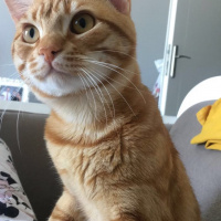 Tekir Kedi, Kedi  Fındık fotoğrafı