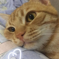 Tekir Kedi, Kedi  Fındık fotoğrafı