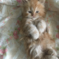 Tekir Kedi, Kedi  Fındık fotoğrafı
